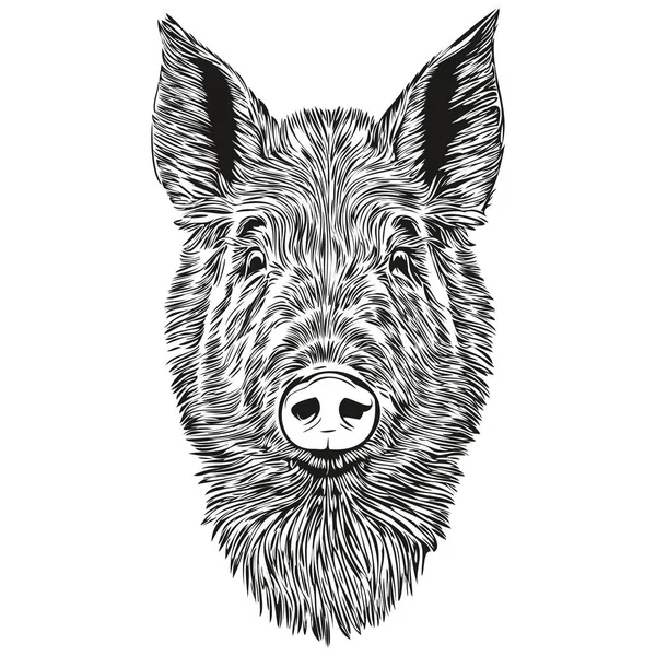 豚のスケッチ 透明な背景を持つアウトライン 手描きイラストホ — ストックベクタ