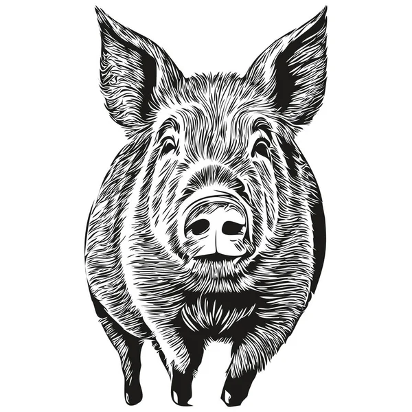 Pig Vettore Illustrazione Linea Arte Disegno Bianco Nero — Vettoriale Stock