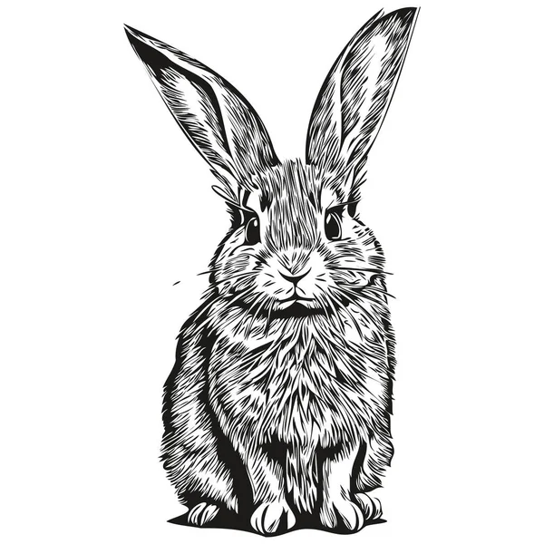 Portrait Cute Rabbit White Background Har — Stock Vector