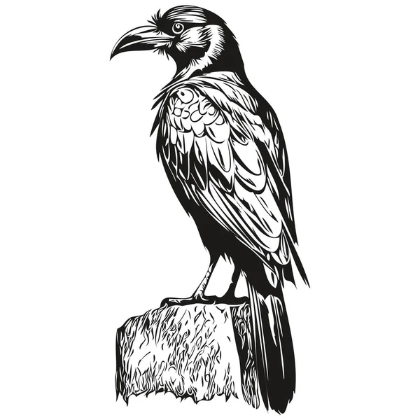 Portrait Cute Raven White Background Corbi — Stock Vector