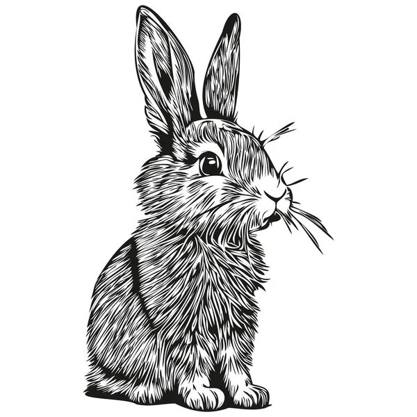 Rabbit Sketch Hand Drawing Wildlife Vintage Engraving Style Vector Illustration — Stock Vector