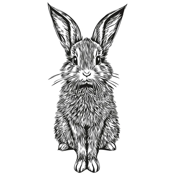 Rabbit Sketch Hand Drawing Wildlife Vintage Engraving Style Vector Illustration — Stock Vector