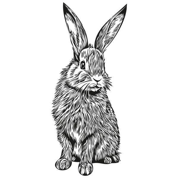 Rabbit Sketches Outline Transparent Background Hand Drawn Illustration Har — Stock Vector