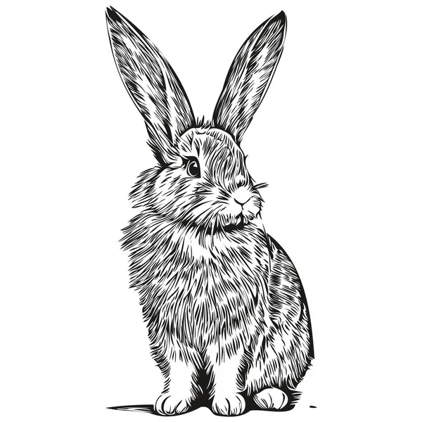Rabbit Sketches Outline Transparent Background Hand Drawn Illustration Har — Stock Vector