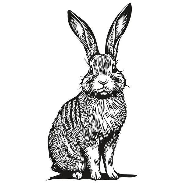 Tavşan Kabataslak Beyaz Arka Planda Bir Tavşanın Grafik Portresi Har — Stok Vektör