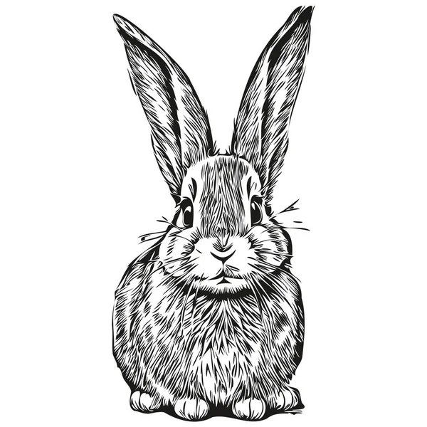 Conejo Incompleto Retrato Gráfico Conejo Sobre Fondo Blanco Har — Archivo Imágenes Vectoriales