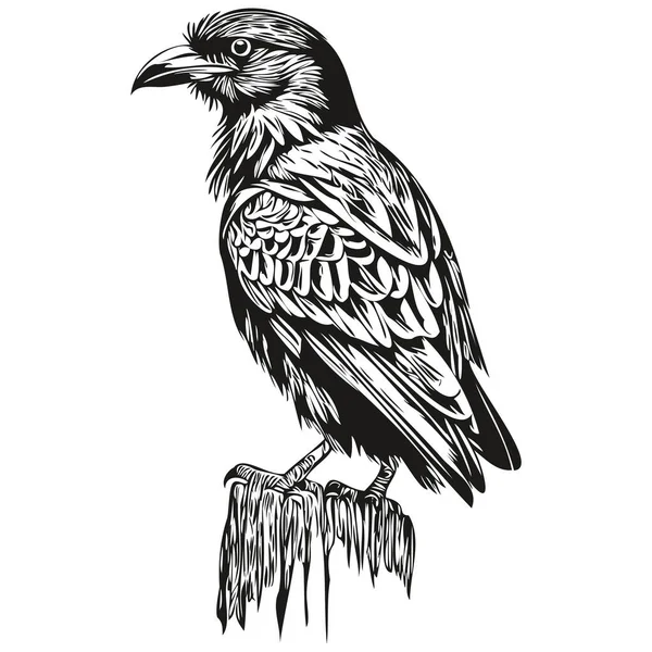 Raven Vintage Illustration Black White Vector Art Corbi — 스톡 벡터