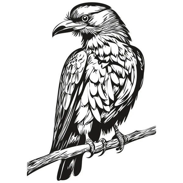 Raven Vintage Illustratie Zwart Wit Vector Art Corbi — Stockvector