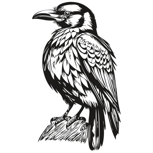 Raven Vintage Illustration Black White Vector Art Corbi — 스톡 벡터