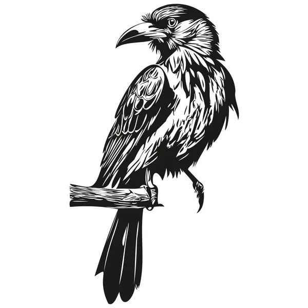Raven Logotipo Preto Branco Ilustração Mão Desenho Corbi — Vetor de Stock