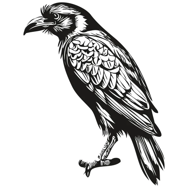Logo Raven Illustrazione Bianco Nero Disegno Mano Corbi — Vettoriale Stock