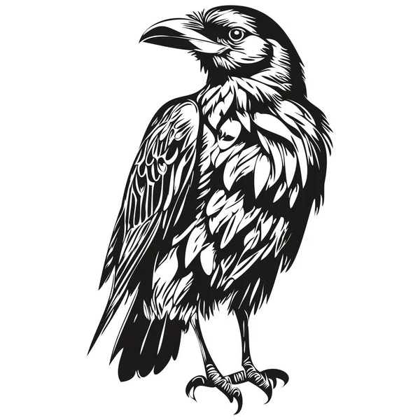 Raven Sketch Hand Drawing Wildlife Vintage Engraving Style Vector Illustration — Stock Vector