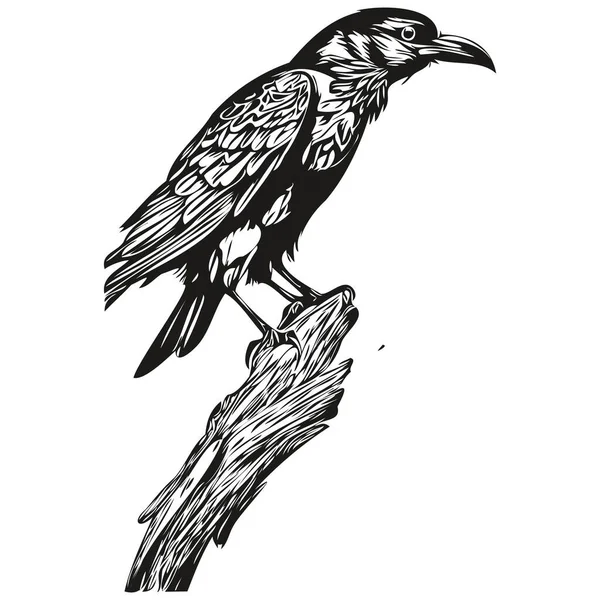 Raven Σκίτσο Χέρι Σχέδιο Της Άγριας Ζωής Vintage Στυλ Χαρακτικής — Διανυσματικό Αρχείο
