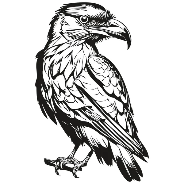 レイヴンスケッチ 野生動物の手描き ヴィンテージ彫刻スタイル ベクトルイラスト Corbi — ストックベクタ