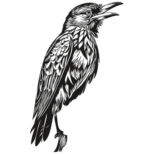 Raven Schetsen Schets Met Transparante Achtergrond Met Hand Getekend Illustratie — Stockvector