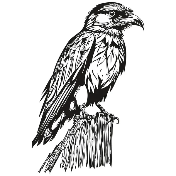 Raven Skizzenhaft Grafisches Porträt Eines Raben Auf Weißem Hintergrund Corbi — Stockvektor