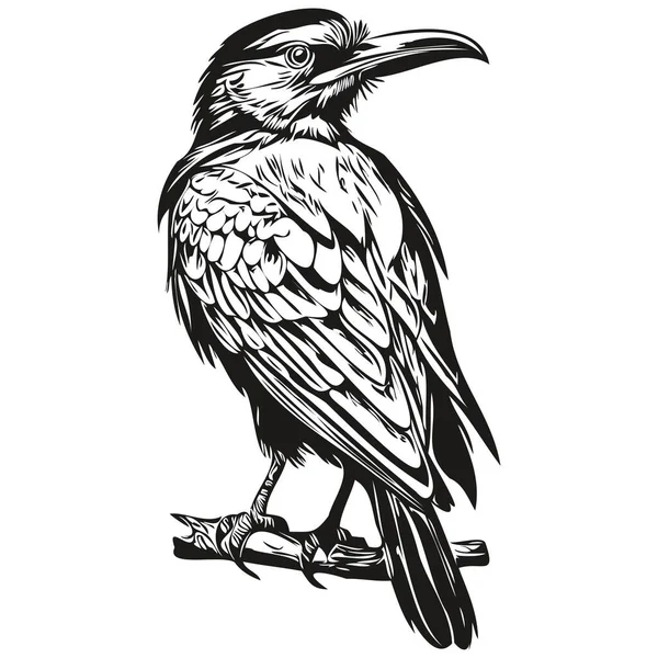 Raven Incompleto Retrato Gráfico Cuervo Sobre Fondo Blanco Corbi — Archivo Imágenes Vectoriales