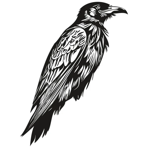 Raven Vector Ilustración Línea Arte Dibujo Blanco Negro Corbi — Vector de stock