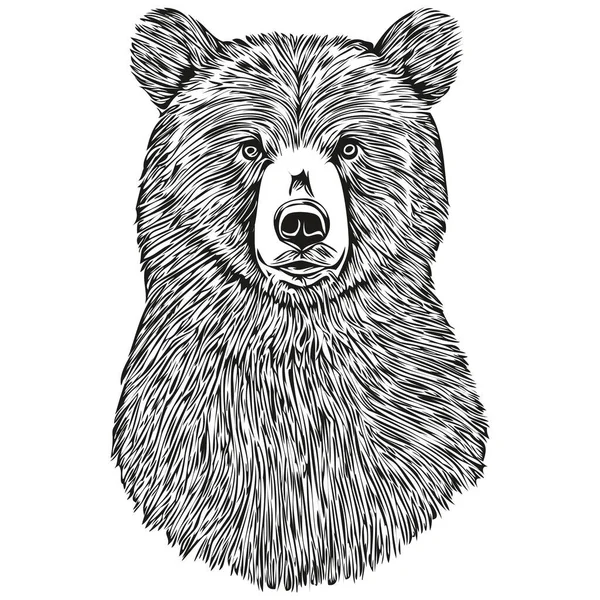 Realistischer Bärenvektor Handgezeichnete Tierdarstellung Brui — Stockvektor