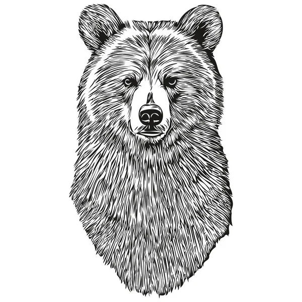 Реалистичный Вектор Медведя Ручной Рисунок Животных Бруи — стоковый вектор