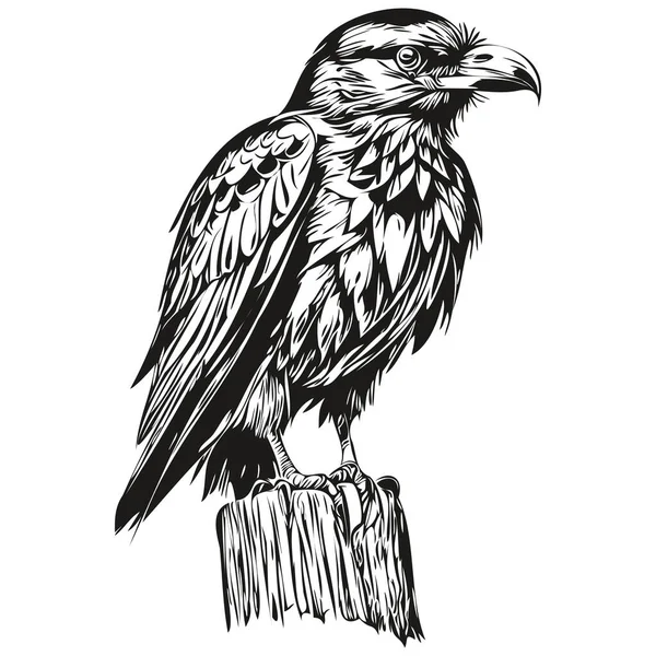 Realistische Raven Vector Met Hand Getekend Dierlijke Illustratie Corbi — Stockvector