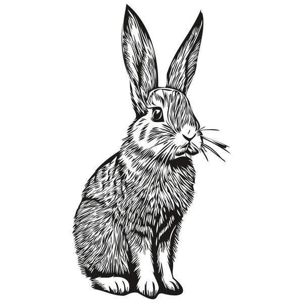 Realistisk Kanin Vektor Handritade Djur Illustration Har — Stock vektor