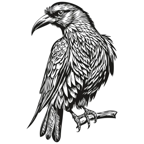 Vetor Raven Realista Desenho Mão Ilustração Animal Corbi — Vetor de Stock