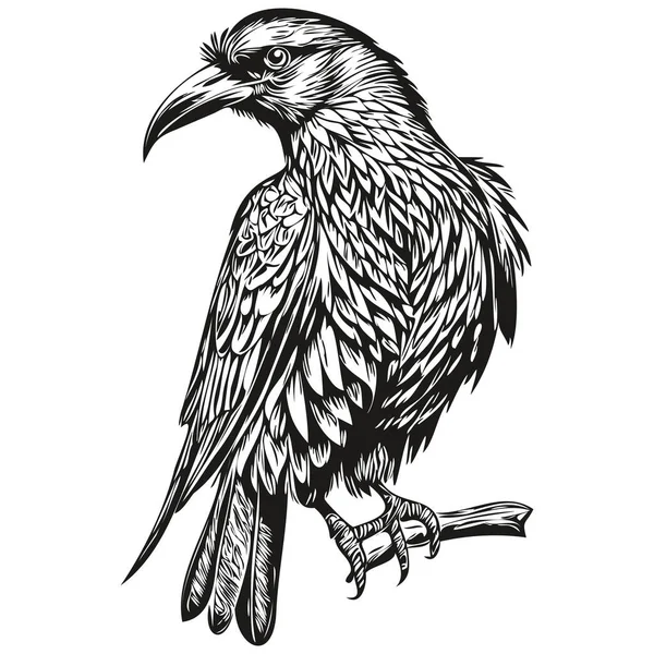 Vecteur Corbeau Réaliste Illustration Animale Dessinée Main Corbi — Image vectorielle