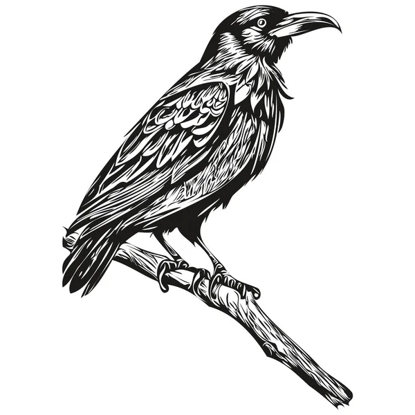 Realistische Raven Vector Met Hand Getekend Dierlijke Illustratie Corbi — Stockvector