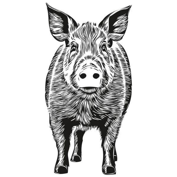 白い背景に豚のシルエットのベクトル画像 — ストックベクタ