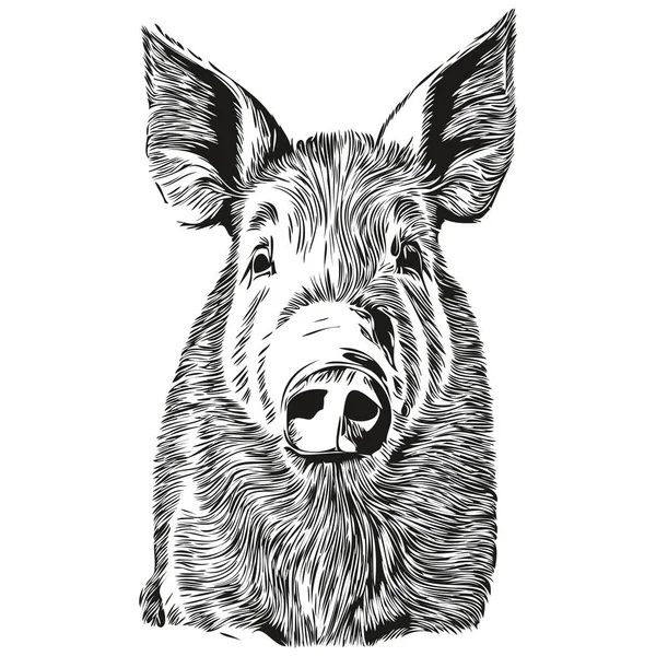 Beyaz arkaplanda bir domuzun siluetinin vektör görüntüsü, ho