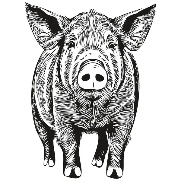 stock vector Vintage engrave isolated Pig illustration cut ink sketch ho