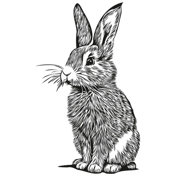 Vintage Graver Isolé Rabbit Illustration Coupe Encre Croquis Har — Image vectorielle