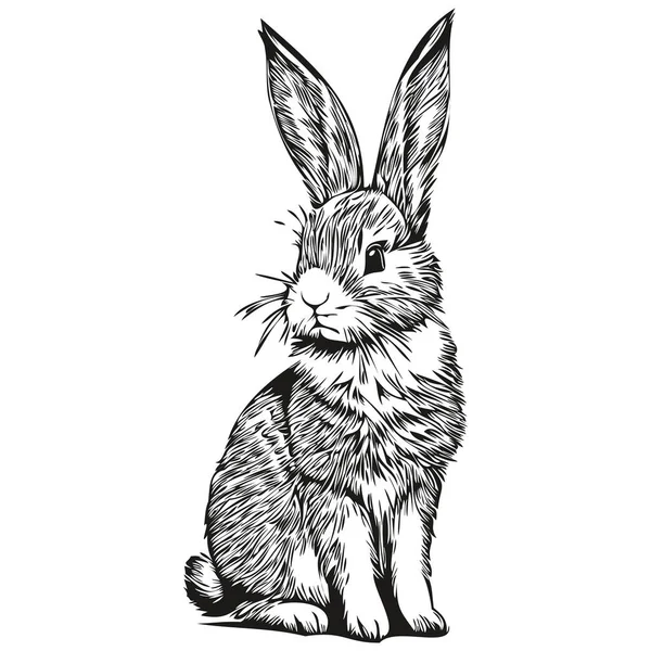 Vintage Engrave Isolated Rabbit Illustration Cut Ink Sketch Har — Stock Vector