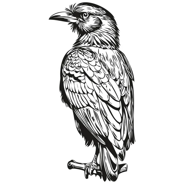 Klasik Oyma Izole Edilmiş Raven Çizimi Mürekkep Karalama Kabuğu — Stok Vektör