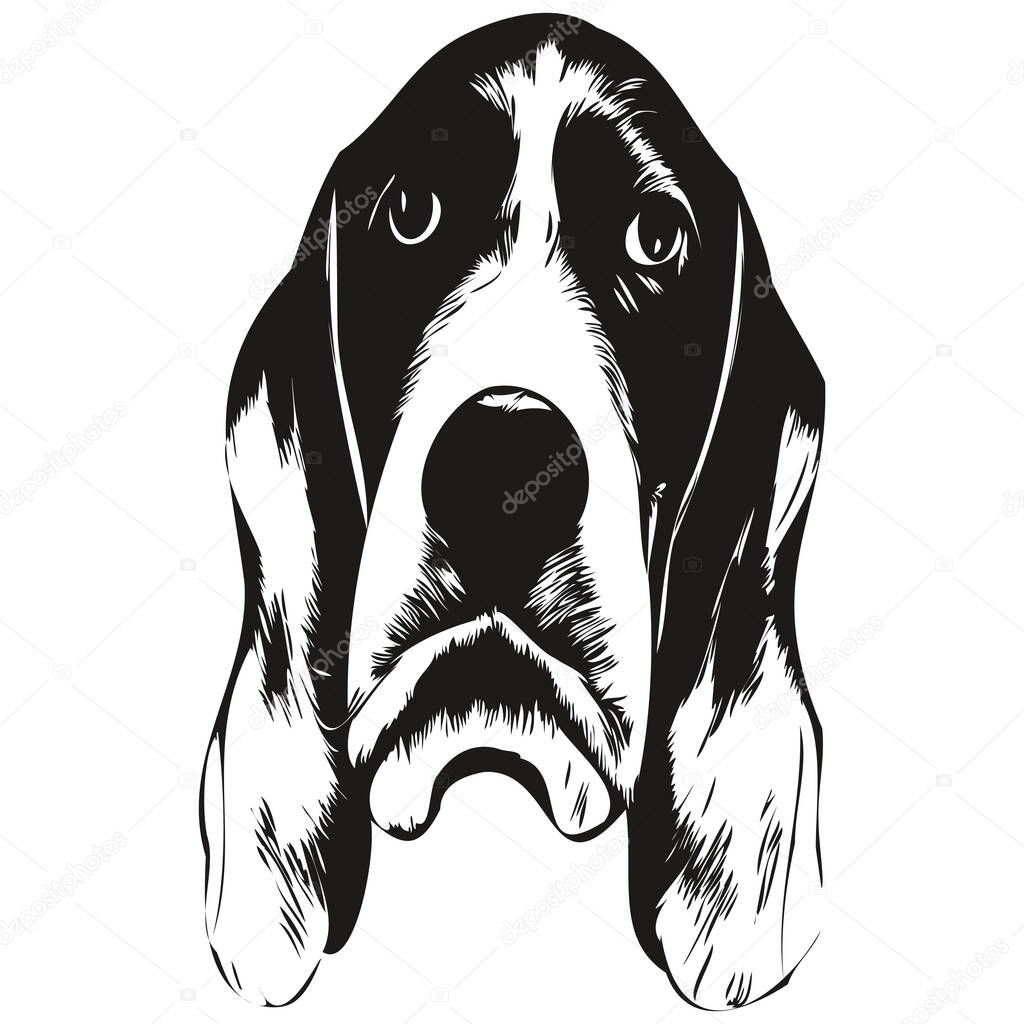 Basset Hound dog logo hand drawn line art vector drawing black and white pets illustratio