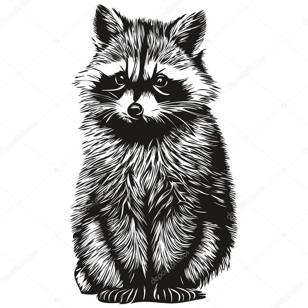 Raccoon sketches, outline with transparent background, hand drawn illustration