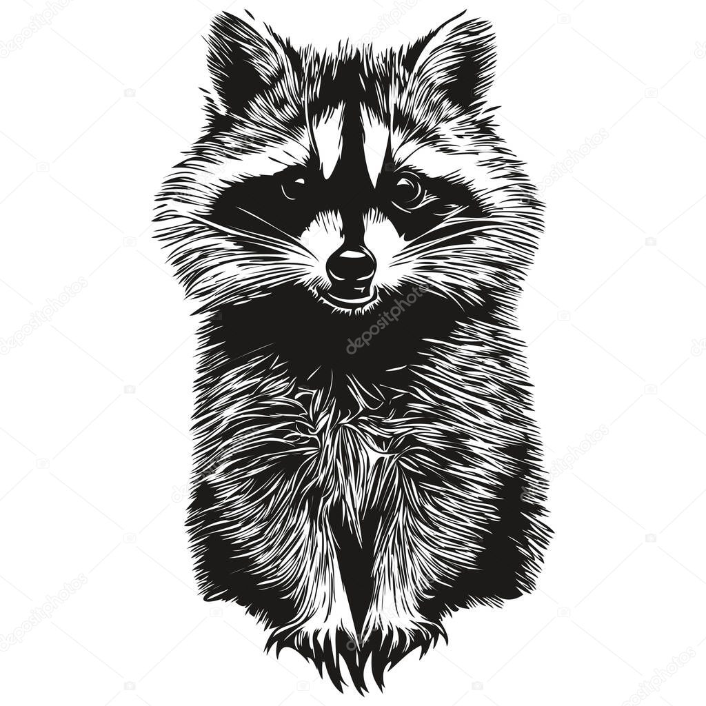Vintage engrave isolated raccoon illustration cut ink sketc