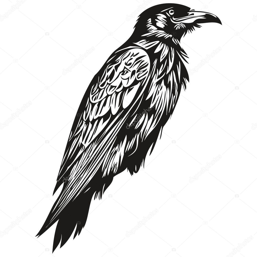Raven vector illustration line art drawing black and white corbi