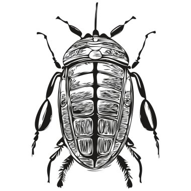 Beyaz arka planda böcek, el çizimi çizimi çizim böceği