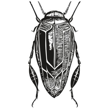 Böcek skeci, vahşi yaşamın el çizimi, eski gravür stili, vektör çizim böceği.