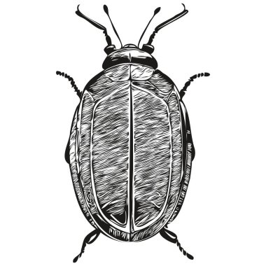 Böcek çizimleri, şeffaf arkaplan çizimleri, el çizimi resim böceği.