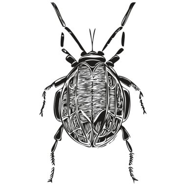 Siyah ve beyaz doğrusal boya çizim böceği vektör çizim böceği