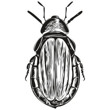 Klasik oymalı izole edilmiş böcek çizimi mürekkep taslak böceği