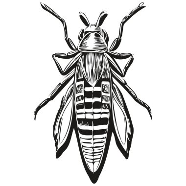 El çizimi çizgi film hatası, vektör klasiksel illüstrasyon hatası