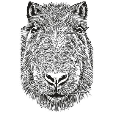 Capybara vektör çizim çizgisi siyah beyaz Capybara çiziyor