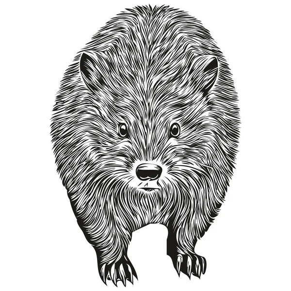 Capivara realista vector ilustração animal desenhada à mão capivaras