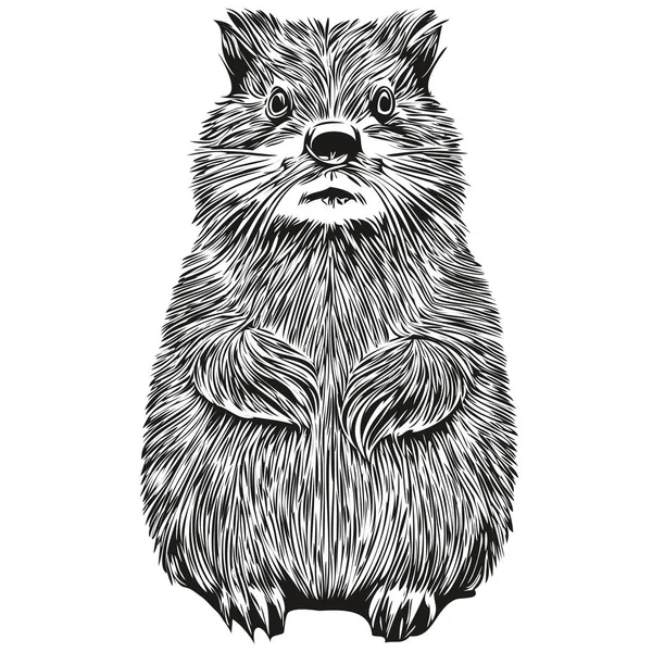 Capivara realista vector ilustração animal desenhada à mão