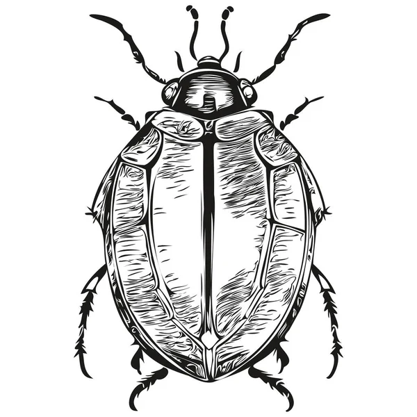 Böcek Logosu Siyah Beyaz Çizim Böceği — Stok Vektör