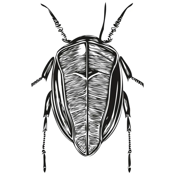 Escarabajo Sobre Fondo Blanco Escarabajo Ilustración Dibujo Mano — Archivo Imágenes Vectoriales